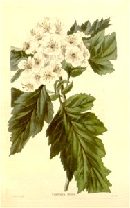 n43_w1150
