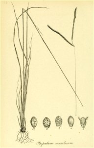 n529_w1150