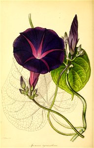 n115_w1150