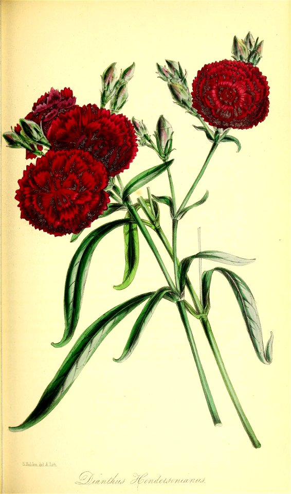 n190_w1150