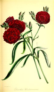 n190_w1150