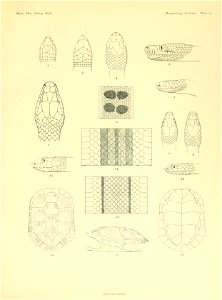 n212_w1150