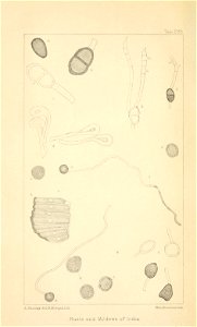n275_w1150