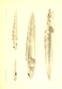 n338_w1150