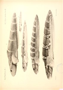 n118_w1150