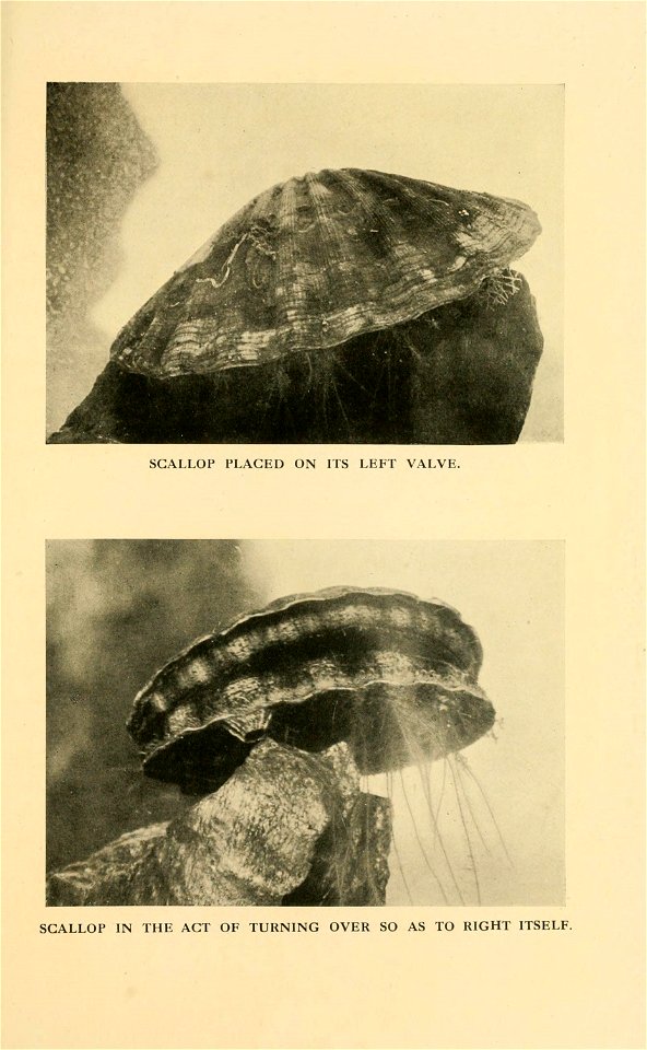 n276_w1150