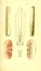 n496_w1150