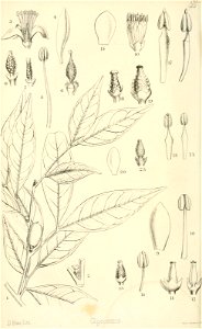 n55_w1150