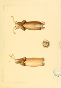 n162_w1150