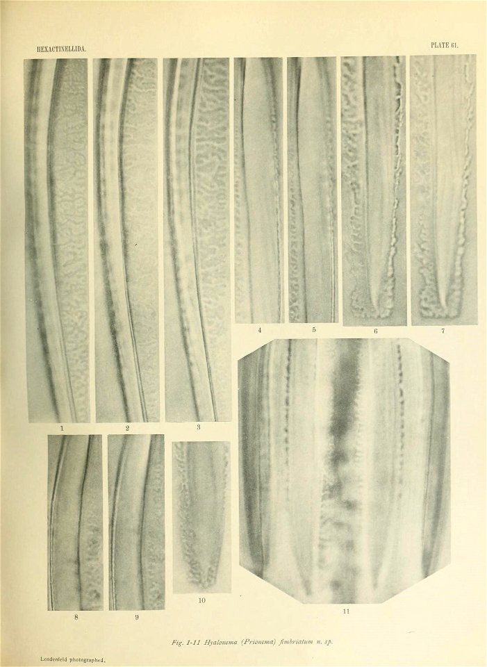 n654_w1150