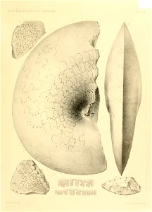 n16_w1150