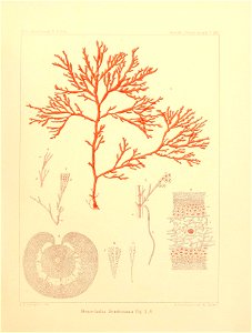 n54_w1150