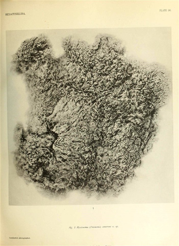 n634_w1150