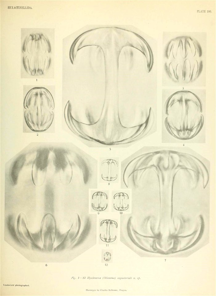 n810_w1150