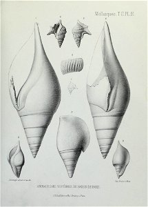 n296_w1150