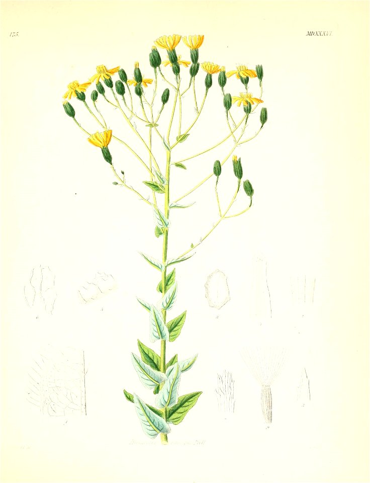 n492_w1150
