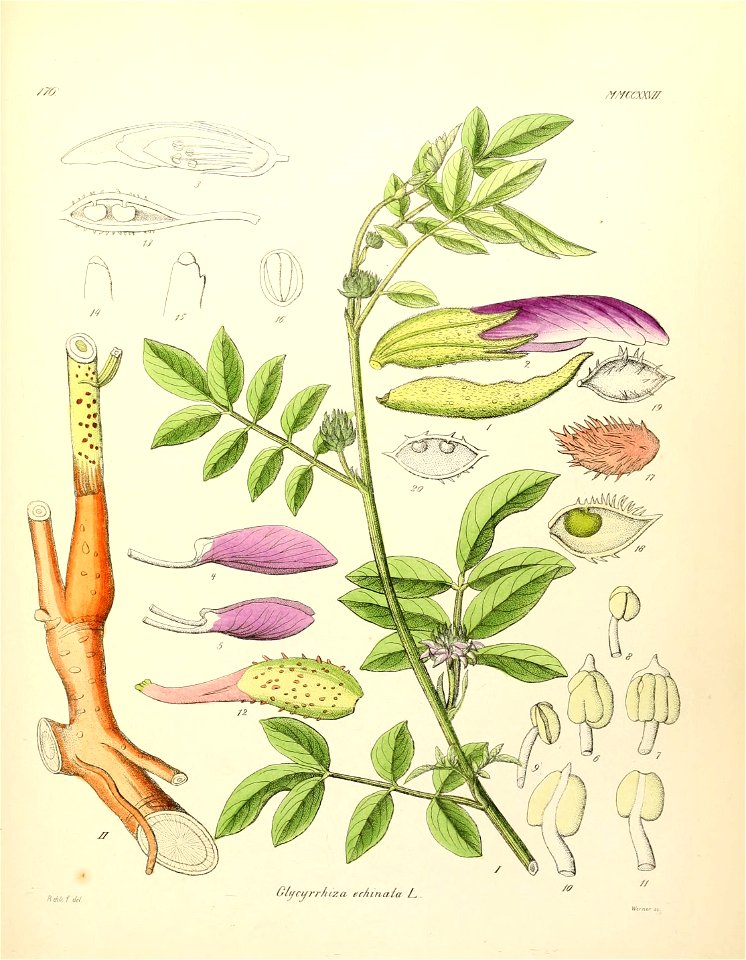 n596_w1150