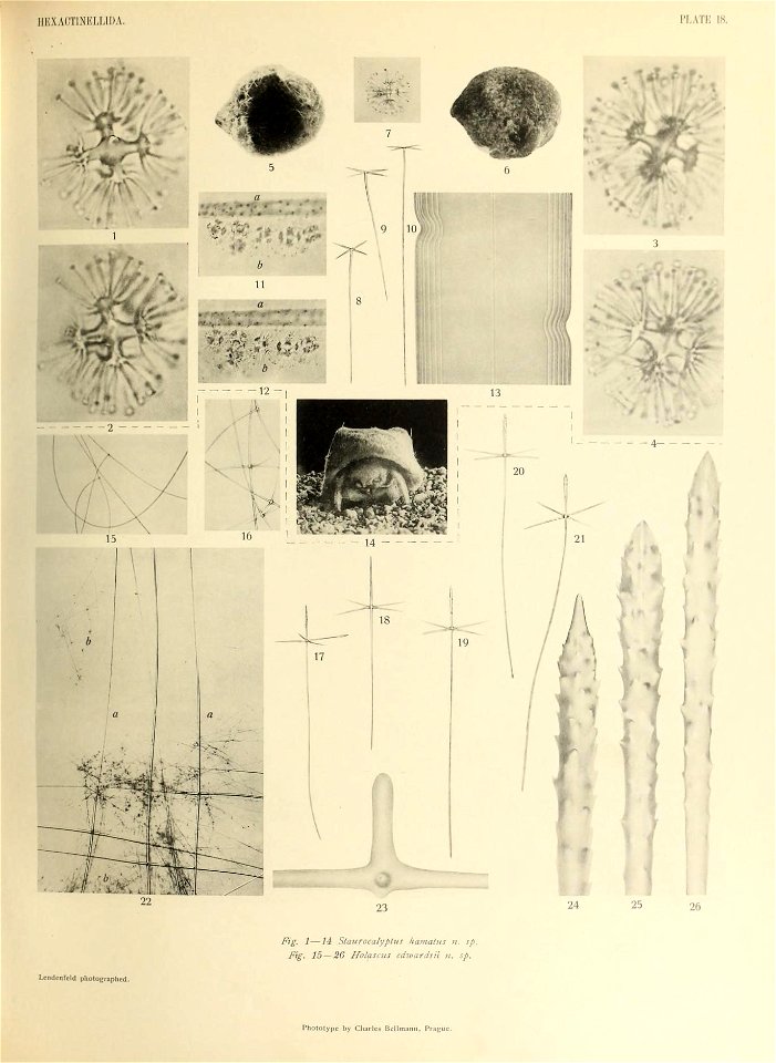 n482_w1150