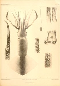 n176_w1150