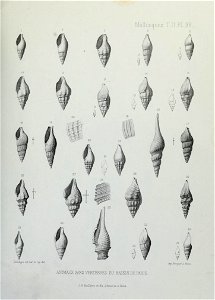 n306_w1150