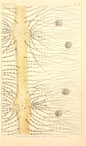 n252_w1150