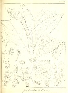n554_w1150
