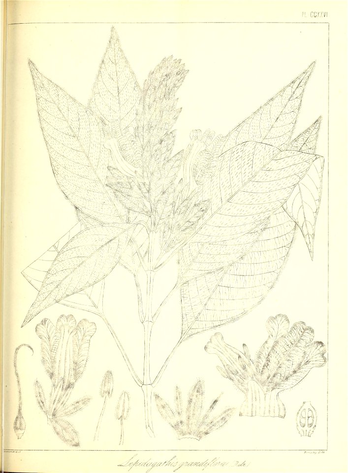 n520_w1150