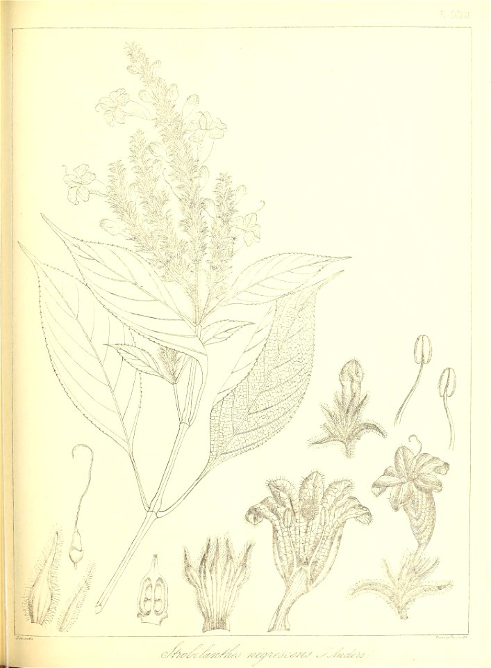 n496_w1150