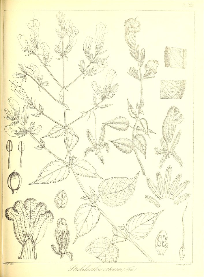 n466_w1150