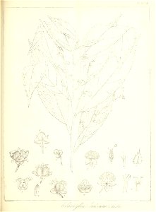 n530_w1150