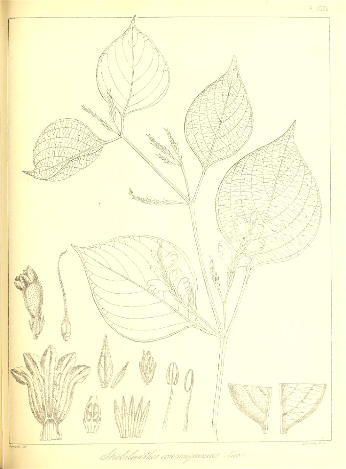 n494_w1150