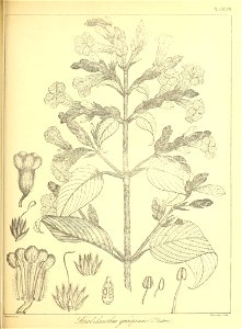 n452_w1150