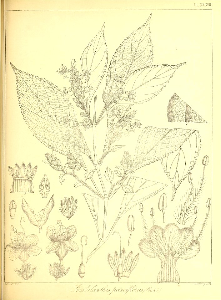 n450_w1150