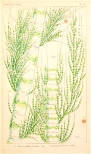 n158_w1150
