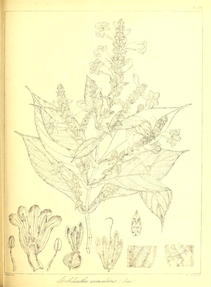 n482_w1150