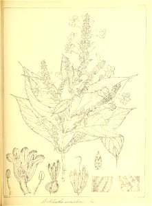 n482_w1150