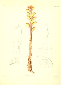 n556_w1150