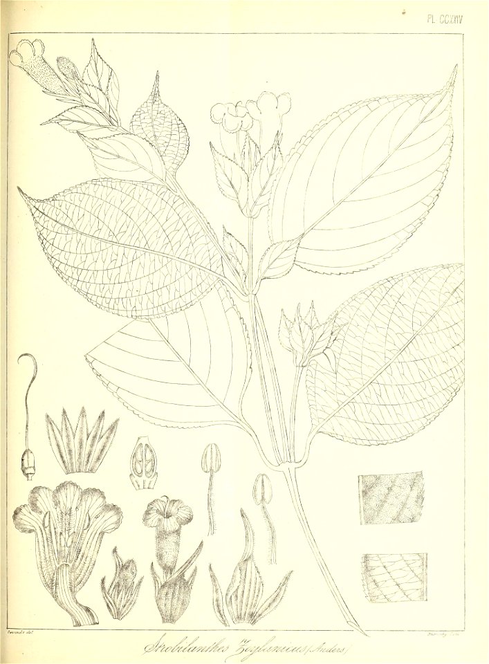 n516_w1150