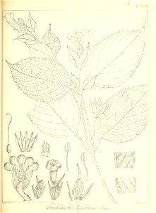 n516_w1150