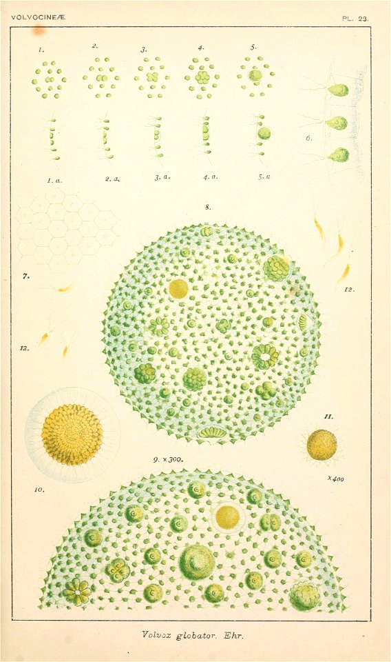 n52_w1150