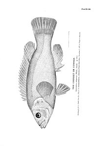 n203_w1150