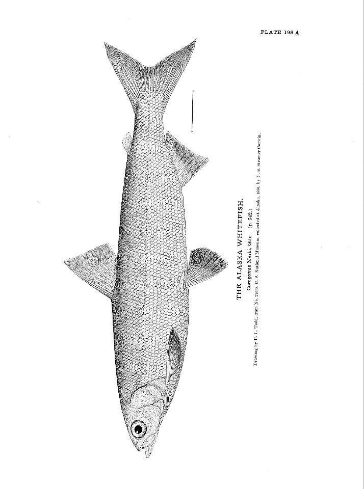 n441_w1150