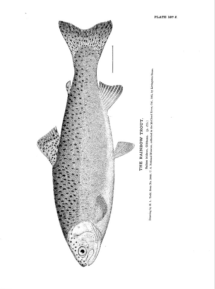 n411_w1150