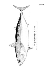 n225_w1150