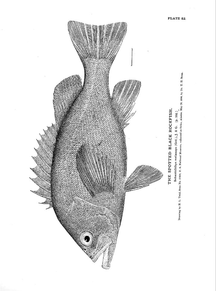 n195_w1150