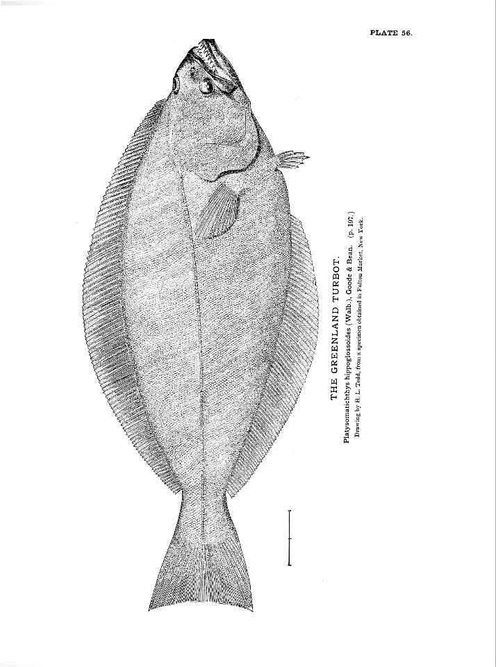 n135_w1150