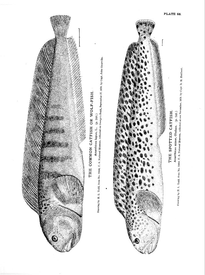 n163_w1150