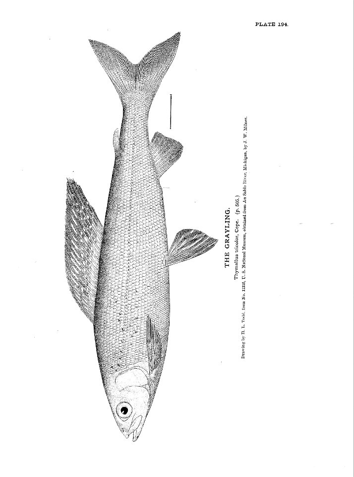 n431_w1150