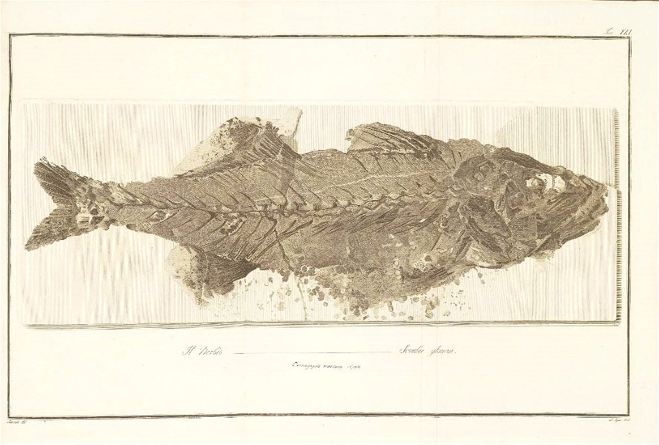 n56_w1150