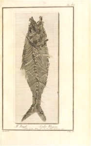 n44_w1150